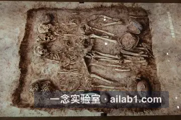 陕西考古博物馆第 5 张缩略图